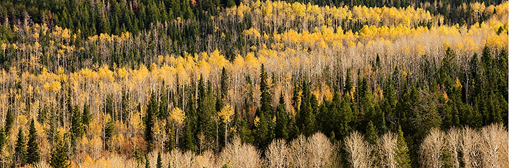 Aspens and Evergreens Panorama, Manti LaSal National Forest, UT